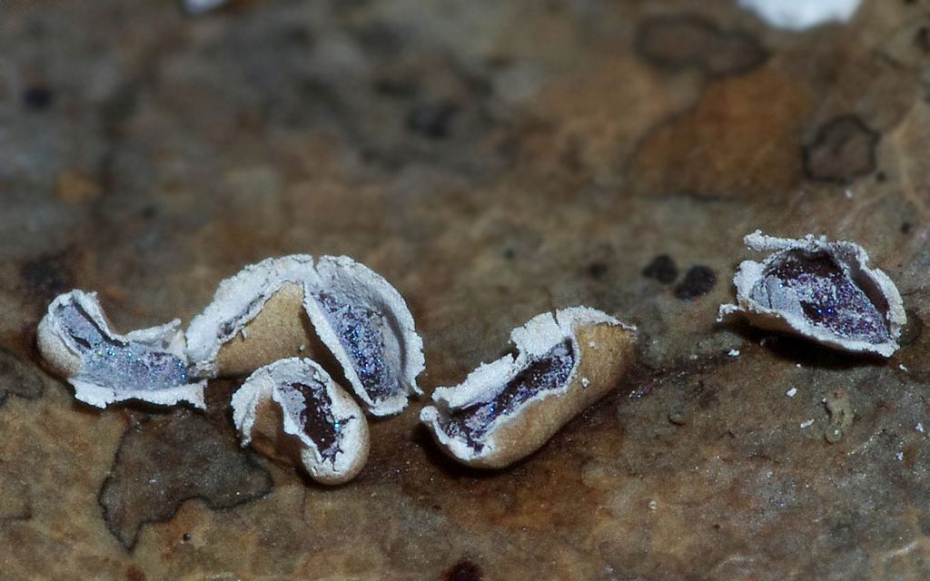 Physarum hongkongense